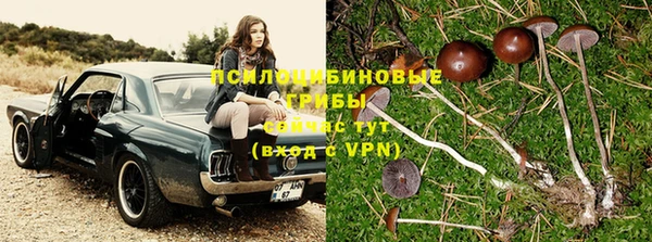 стафф Алексин
