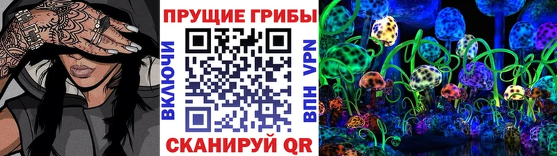 Псилоцибиновые грибы Psilocybe  Гурьевск 